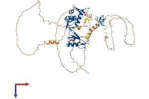 MDM4-binding Protein Protein (AA 1-490) (His tag)