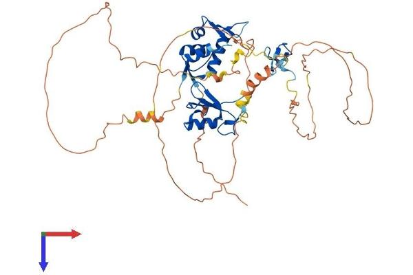 MDM4-binding Protein Protein (AA 1-490) (His tag)