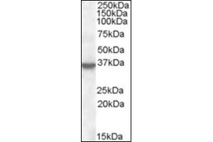 Image no. 3 for anti-Annexin A1 (ANXA1) (C-Term) antibody (ABIN375081) (Annexin a1 Antikörper  (C-Term))
