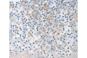 Immunohistochemistry (IHC) image for anti-Neurotrophin 4 (NTF4) antibody (ABIN1873970) (Neurotrophin 4 Antikörper)