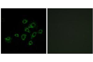 Immunofluorescence analysis of A549 cells, using LILRA1 antibody. (LILRA1 Antikörper  (Internal Region))