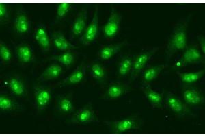 Immunofluorescence analysis of A549 cells using POLR2D Polyclonal Antibody (POLR2D Antikörper)