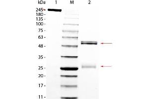 SDS PAGE of Rat IgG Whole Molecule. (Ratte IgG Isotyp-Kontrolle)