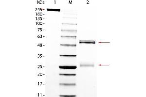 SDS-PAGE (SDS) image for Rat IgG isotype control (ABIN5633246)