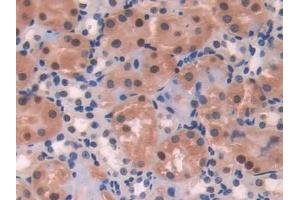 Immunohistochemistry (IHC) image for anti-Adenosine Kinase (ADK) (AA 1-361) antibody (ABIN7440812)