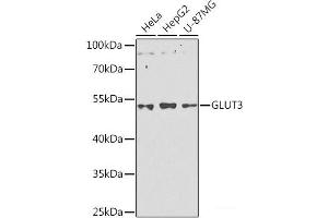 Western blot analysis of extracts of various cell lines using GLUT3 Polyclonal Antibody at dilution of 1:1000. (SLC2A3 Antikörper)