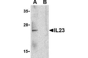 Western blot analysis of IL-23 in Raji lysate with AP30418PU-N IL-23 antibody at 1 μg/ml in the (A) absence and (B) presence of blocking peptide. (IL23A Antikörper  (C-Term))