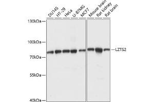Western blot analysis of extracts of various cell lines, using LZTS2 antibody (ABIN7268227) at 1:1000 dilution. (LZTS2 Antikörper  (AA 470-669))