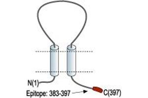 Representative domain view of the target of ABIN7885337.