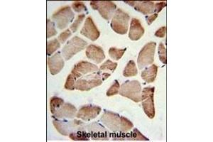 LFNG Antibody (Center) (ABIN653477 and ABIN2842898) IHC analysis in formalin fixed and paraffin embedded skeletal muscle followed by peroxidase conjugation of the secondary antibody and DAB staining. (LFNG Antikörper  (AA 86-114))