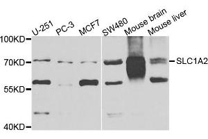 Western blot analysis of extracts of various cells, using EAAT2 (SLC1A2) antibody. (SLC1A2 Antikörper)