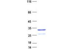 Validation with Western Blot (GLYATL3 Protein (His tag))