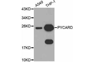 Western blot analysis of extracts of various cell lines, using PYCARD antibody (ABIN5998640) at 1/1000 dilution. (PYCARD Antikörper)