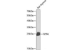 Western blot analysis of extracts of Rat thymus using NTF4 Polyclonal Antibody at dilution of 1:1000. (Neurotrophin 4 Antikörper)