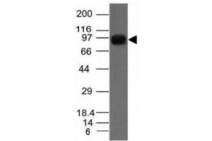 Western blot of A431 cell lysate using Nucleolin antibody.