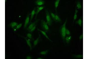 Immunofluorescence staining of Hela cells with ABIN7145800 at 1:266, counter-stained with DAPI. (BAZ2B Antikörper  (AA 139-240))