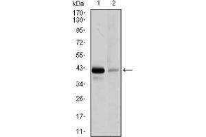 Western blot analysis using PAX5 antibody against Raji (1), and EVC-304 (2) cell lysate. (PAX5 Antikörper  (AA 235-382))