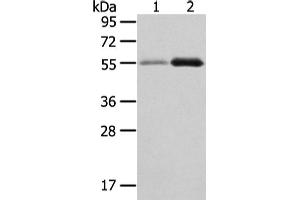 Western Blotting (WB) image for anti-XK, Kell Blood Group Complex Subunit-Related Family, Member 3 (XKR3) antibody (ABIN5962449)