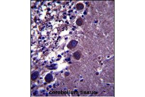 KCNK18 Antibody (Center) (ABIN657542 and ABIN2846557) immunohistochemistry analysis in formalin fixed and paraffin embedded human cerebellum tissue followed by peroxidase conjugation of the secondary antibody and DAB staining. (KCNK18 Antikörper  (AA 168-197))