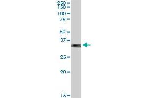 FBP1 MaxPab rabbit polyclonal antibody. (FBP1 Antikörper  (AA 1-338))