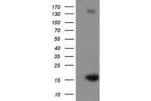 Image no. 1 for anti-Ubiquitin-Like 4A (UBL4A) antibody (ABIN1501649) (UBL4A Antikörper)