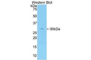 Western Blotting (WB) image for anti-Coagulation Factor V (F5) (AA 1979-2217) antibody (ABIN1858758)