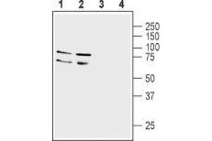Western blot analysis of rat (lanes 1 and 3) and mouse (lanes 2 and 4) brain membranes: - 1,2. (LINGO1 Antikörper  (Extracellular, N-Term))