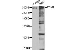 Western Blotting (WB) image for anti-Pericentriolar Material 1 (PCM1) antibody (ABIN1876897) (PCM1 Antikörper)