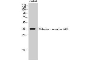Western Blotting (WB) image for anti-Olfactory Receptor, Family 5, Subfamily AR, Member 1 (OR5AR1) (C-Term) antibody (ABIN3186146) (OR5AR1 Antikörper  (C-Term))