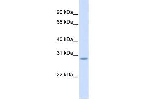 WB Suggested Anti-SCRT2 Antibody Titration:  0. (SCRT2 Antikörper  (Middle Region))