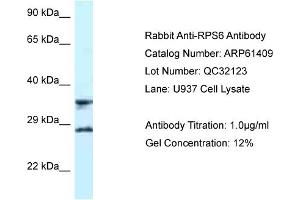 Western Blotting (WB) image for anti-Ribosomal Protein S6 (RPS6) (C-Term) antibody (ABIN2788795) (RPS6 Antikörper  (C-Term))