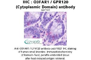 Image no. 1 for anti-omega-3 Fatty Acid Receptor 1 (O3FAR1) (3rd Cytoplasmic Domain) antibody (ABIN1737610)