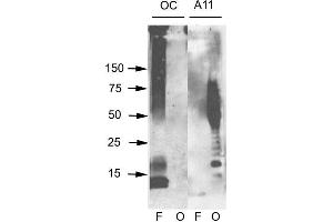 Western blot analysis of Human Abeta42 fibrils and prefibrillar oligomers showing detection of Amyloid Fibrils (OC) protein using Rabbit Anti-Amyloid Fibrils (OC) Polyclonal Antibody . (Amyloid Antikörper (Atto 488))