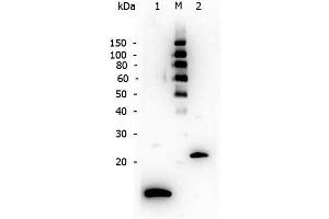 Western Blot of Rabbit anti-TGF Beta 1 antibody. (TGFB1 Antikörper)