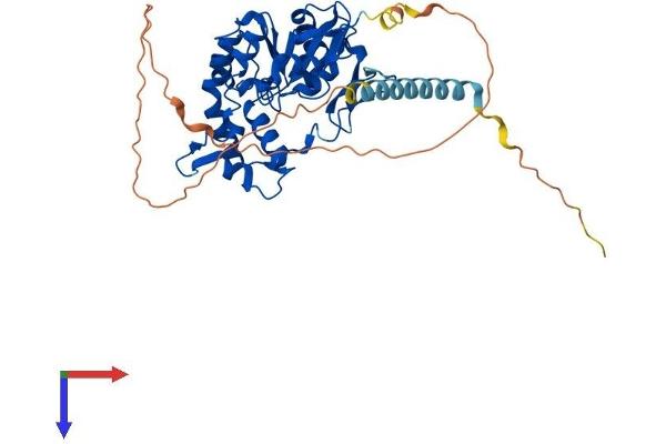 HS3ST3A1 Protein (AA 1-406) (His tag)