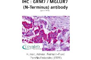 Image no. 1 for anti-Glutamate Receptor, Metabotropic 7 (GRM7) (Extracellular Domain), (N-Term) antibody (ABIN1735280) (GRM7 Antikörper  (Extracellular Domain, N-Term))