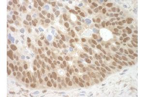 Immunohistochemistry (IHC) image for anti-Methyl-CpG Binding Domain Protein 3 (MBD3) (AA 265-291) antibody (ABIN7448643) (MBD3 Antikörper  (AA 265-291))