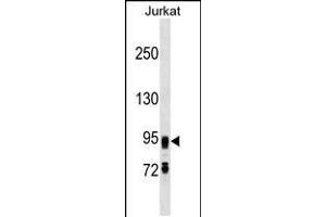 Western blot analysis in Jurkat cell line lysates (35ug/lane). (FIG4 Antikörper  (C-Term))