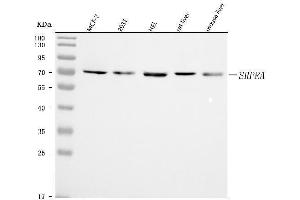 Western blot analysis of SRPRA using anti-SRPRA antibody (ABIN7601408). (SRPRA (AA 346-638) Antikörper)