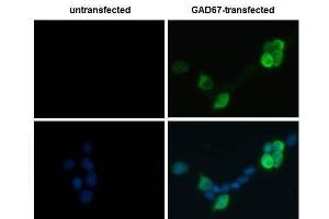 ICC/IF Image GAD67 antibody detects GAD67 protein by immunofluorescent analysis.
