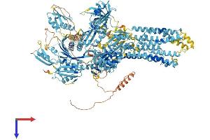 ATP7A Protein (AA 1-1491) (His tag)