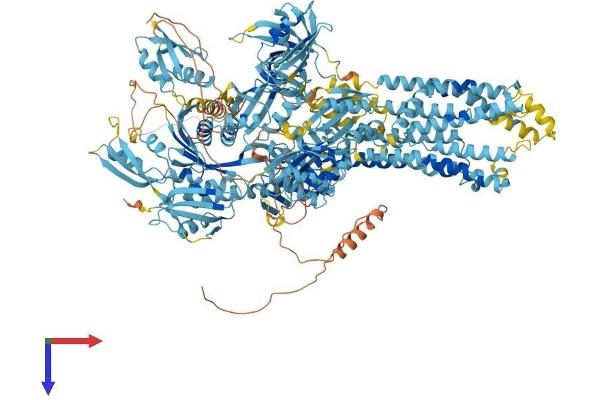 ATP7A Protein (AA 1-1491) (His tag)