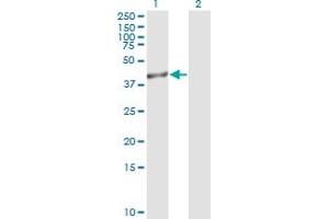 Western Blot analysis of TRIB3 expression in transfected 293T cell line by TRIB3 monoclonal antibody (M05), clone 2F7. (TRIB3 Antikörper  (AA 56-145))