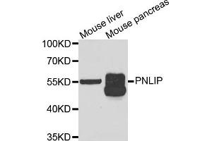 Western blot analysis of extracts of mouse liver and mouse pancreas cell lines, using PNLIP antibody.