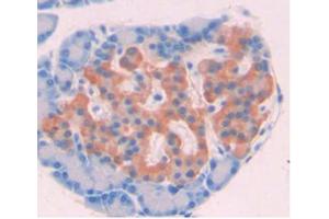 DAB staining on IHC-P Samples:Rat Pancreas Tissue. (AZGP1 Antikörper  (AA 18-296))
