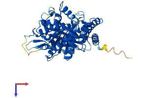 TUBA1B Protein (AA 1-451) (His tag)