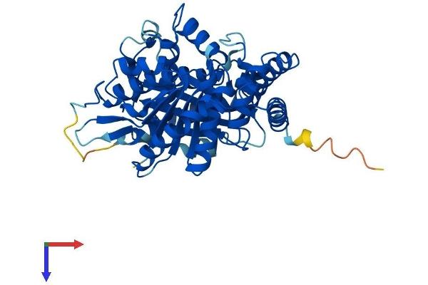 TUBA1B Protein (AA 1-451) (His tag)