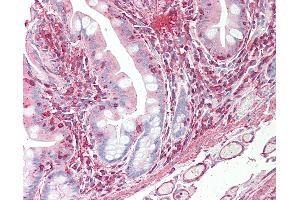 Anti-VEGFC antibody IHC staining of human small intestine. (VEGFC Antikörper  (AA 1-290))