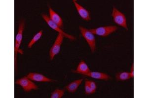 IF analysis of HRD1/SYVN1 using anti-HRD1/SYVN1 antibody (ABIN7602291).