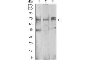Western Blotting (WB) image for anti-beta-Transducin Repeat Containing (BTRC) (AA 24-151) antibody (ABIN5611131)